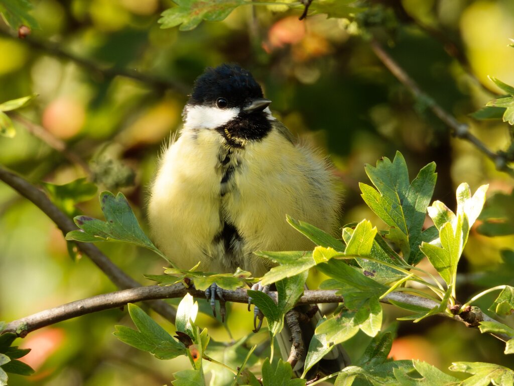 Photo of Great Tit